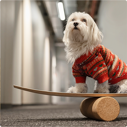 Small white dog on a balance board